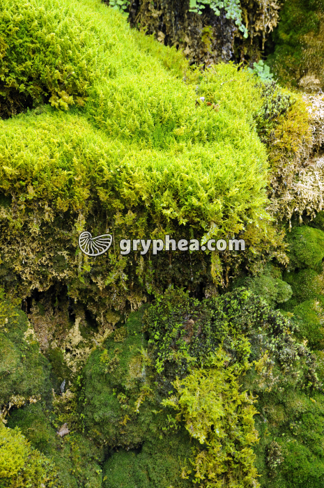 Mousses variées sur paroi rocheuse - gryphea.org